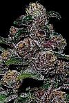 Auto Blackberry Moonrocks Feminized (Canadian Seeds)
