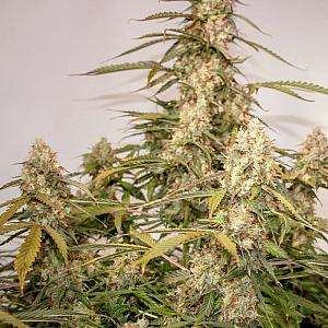 Auto Canadian Queen Feminized (Canadian Seeds)