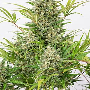 Auto Critical Cheese Feminized (Canadian Seeds)