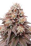 Auto Rainbow Glue Feminized (Canadian Seeds)
