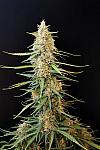Auto Sour Diesel Feminized (Canadian Seeds)