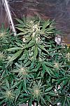Auto Whiteberry Feminized (Canadian Seeds)