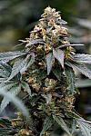 Auto Black Mamba Feminized (Canadian Seeds)