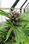 Black Demon OG Feminized (Canadian Seeds)