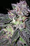 Auto Black Gold Feminized (Canadian Seeds)
