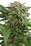 Auto Bubba Kush Feminized (Canadian Seeds)