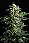 California Special Feminized (Canadian Seeds)