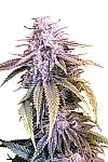 Chocolate Chunk Feminized (Canadian Seeds)