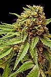 Auto Star Killer Feminized (Canadian Seeds)