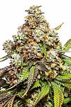 Fruity Pebbles Feminized (Canadian Seeds)
