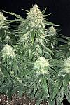 Gelato Feminized (Canadian Seeds)