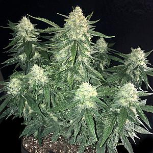 Сорт семян конопли Gelato Feminized (Canadian Seeds)