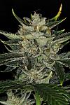 Auto Gorilla King Feminized (Canadian Seeds)