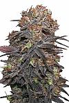 Granddaddy Purple Feminized (Canadian Seeds)