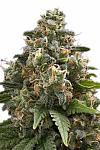 Green Crack Feminized (Canadian Seeds)