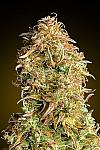 Auto Mimosa Feminized (Canadian Seeds)