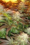 Opium Feminized (Canadian Seeds)