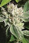 Auto Original Glue Feminized (Canadian Seeds)