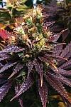Shiskaberry Punch Feminized (Canadian Seeds)
