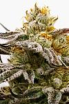 Sugar Black Rose Feminized (Canadian Seeds)