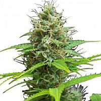 Auto Sweet Candy Feminized (Canadian Seeds)