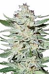 Auto White Rhino Feminized (Canadian Seeds)