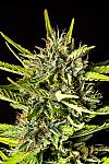 White Strawberry Feminized (Canadian Seeds)