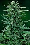 Auto Sweet Tooth