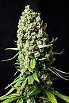 Auto Afghan Bullet Feminised