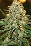 Auto Afghan Kush Feminised