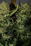Auto Afghan Mass Feminised