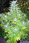 Auto Afghani Feminised