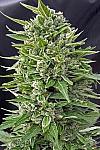 Auto Ak-49 Feminised