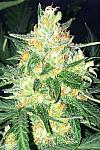 Auto Amnesia Feminised
