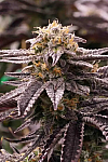 Auto Black Domina Feminised