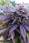Auto Blue Cheese Feminised