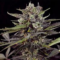 Auto Blueberry Bliss Regular