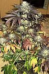 Auto Blueberry Bliss Feminised