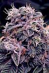 Auto Blueberry Feminised
