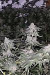 Auto Crystal Widow Feminized (Canadian Seeds)