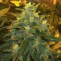 Auto Durban Poison Feminised