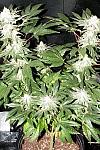 Auto Durban Poison Feminised