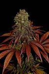 Auto Euphoria Feminised