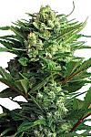 Auto Fast Bud