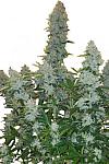 Auto Gagarin Haze Feminised