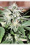 Auto Haze Feminised