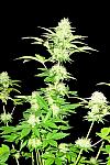 Auto Haze Xxl Feminised