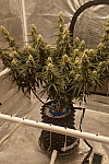 Auto LSD Feminised
