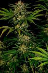 Auto Northern Light Feminised