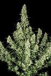 Auto Opium Feminised